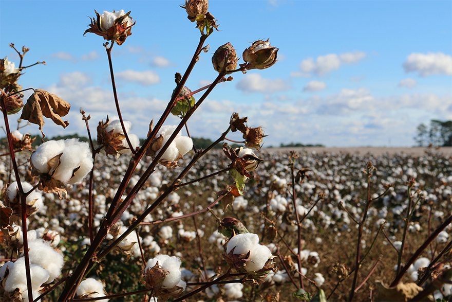 Better Cotton Women's Empowerment Program in India Impact